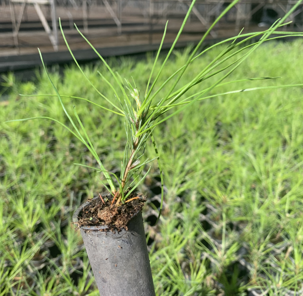 Pine sapling growing in greenhouse environment