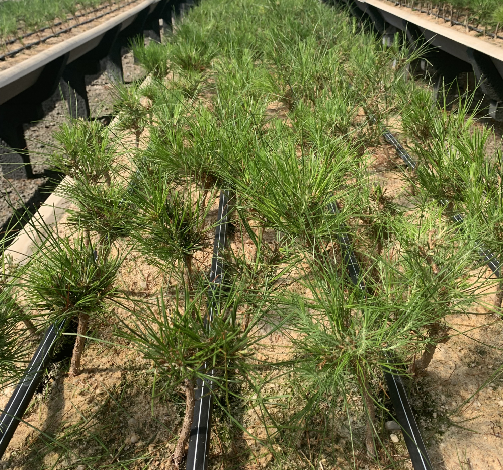 Young pine seedlings in nursery