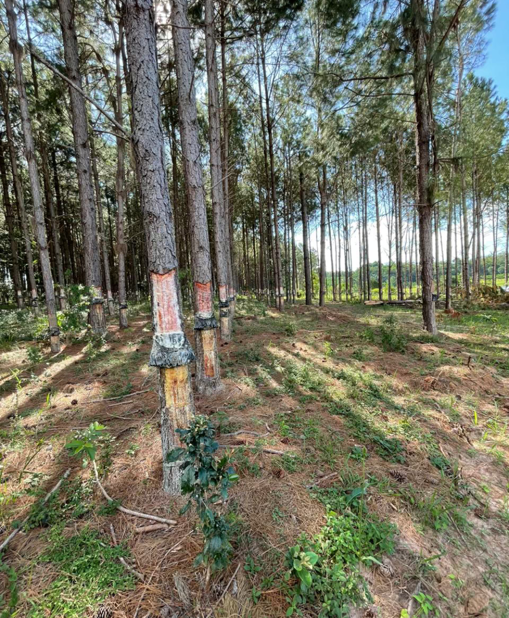 Forest with sunlit trees and green undergrowth