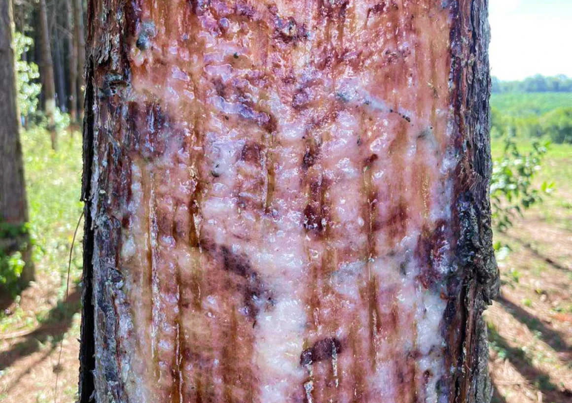 Tree bark with fresh resin oozing